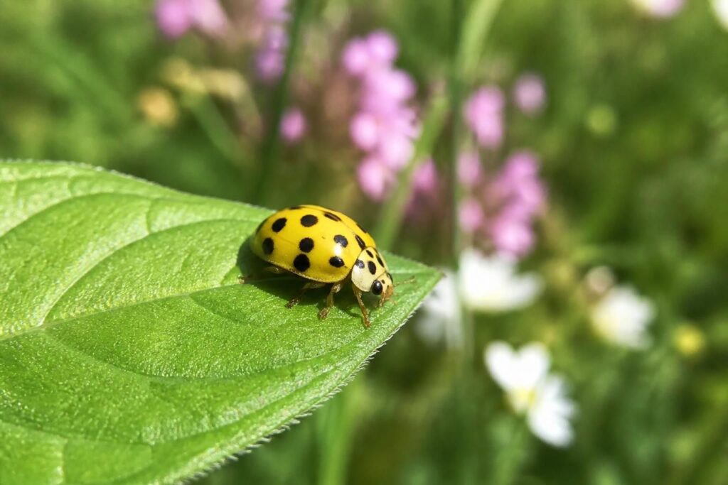 découvrez la signification et les particularités de la coccinelle jaune, une espèce fascinante aux couleurs éclatantes et aux symboles uniques.