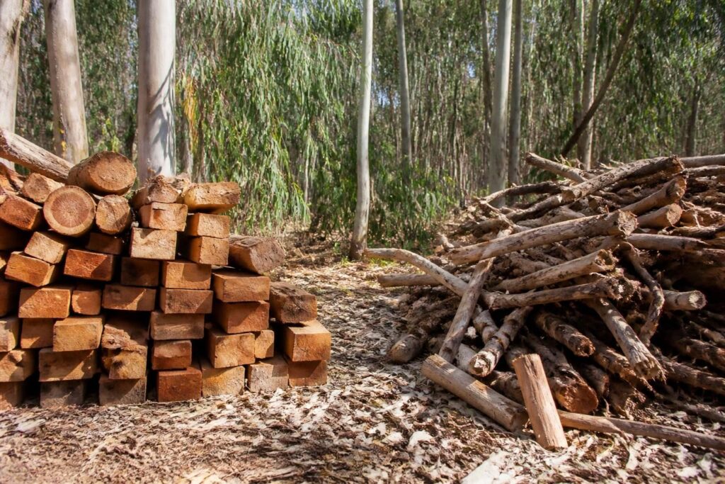 découvrez les utilisations et spécificités de l'eucalyptus comme bois d'œuvre et bois de chauffage, un matériau polyvalent et écologique.