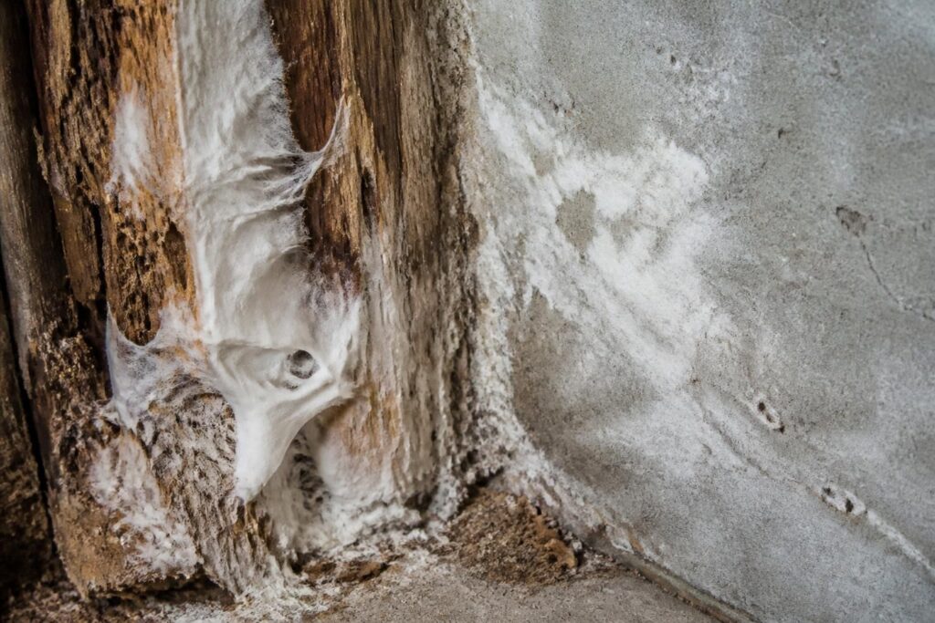 découvrez comment identifier la mérule et la moisissure blanche, ces ennemis du bois et du béton, pour mieux protéger votre habitat des dégâts structurels.